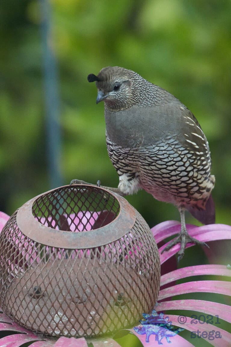 Quail Week IV