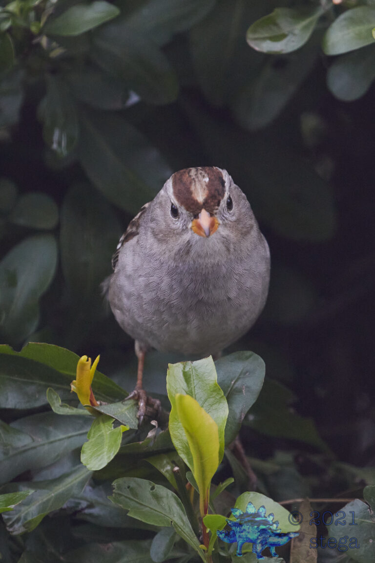 White-Crowned Sparrow