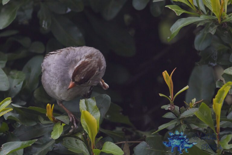 White-Crowned Sparrow