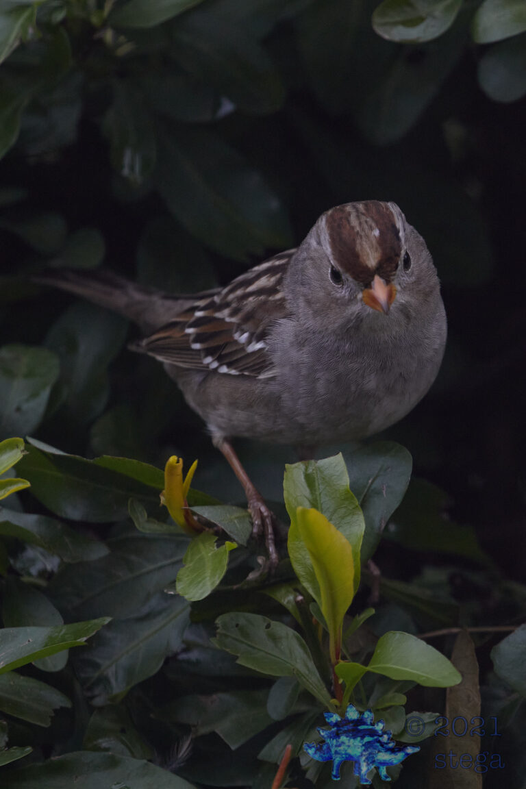 White-Crowned Sparrow