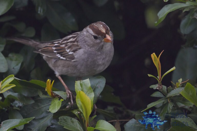 White-Crowned Sparrow