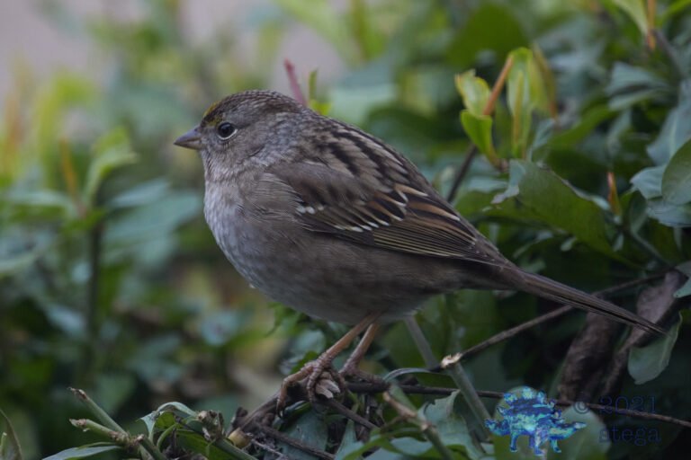 Gold-Crowned Sparrow