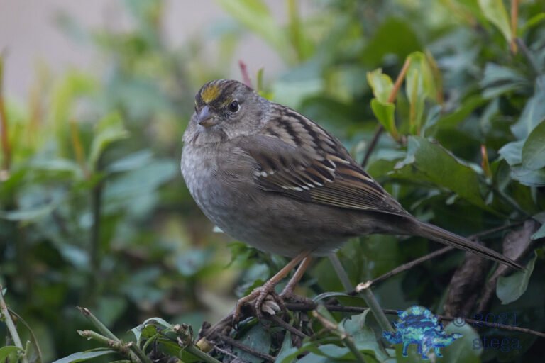Gold-Crowned Sparrow