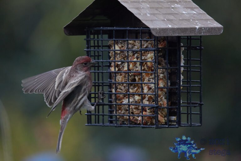 House Finch