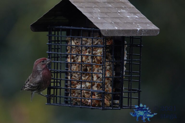 House Finch
