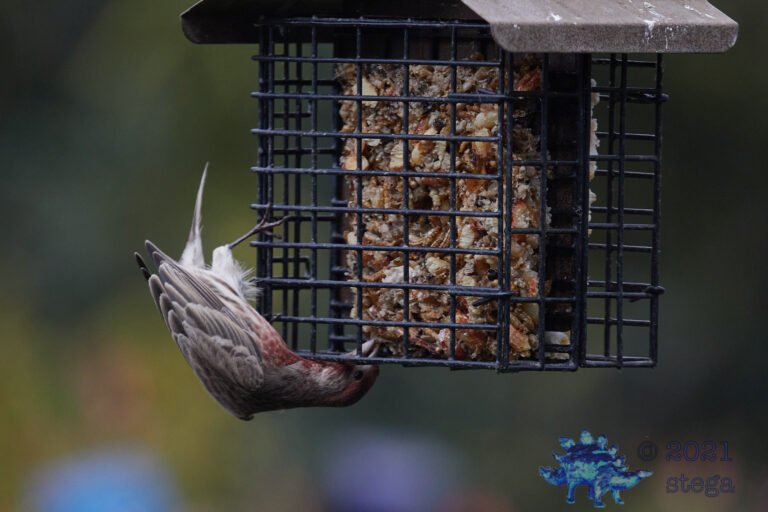 House Finch