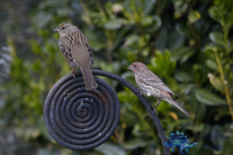 Sparrow and Finch