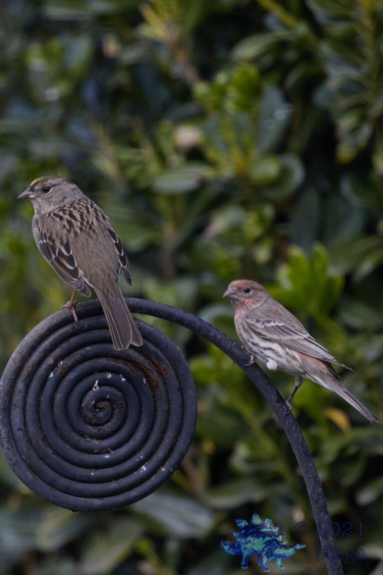 Gold-Crowned Sparrow and House Finch