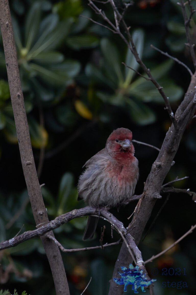House Finch