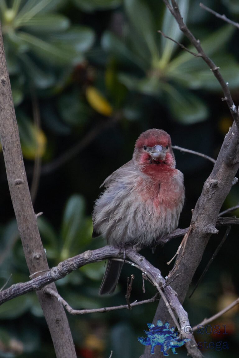 House Finch
