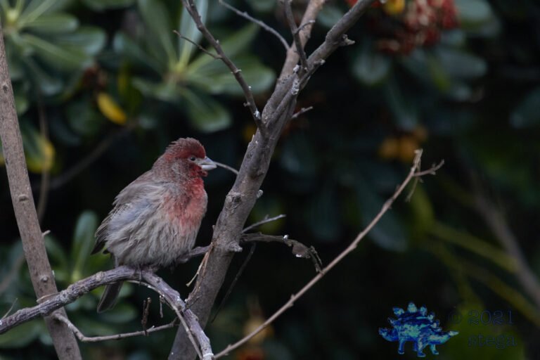 House Finch