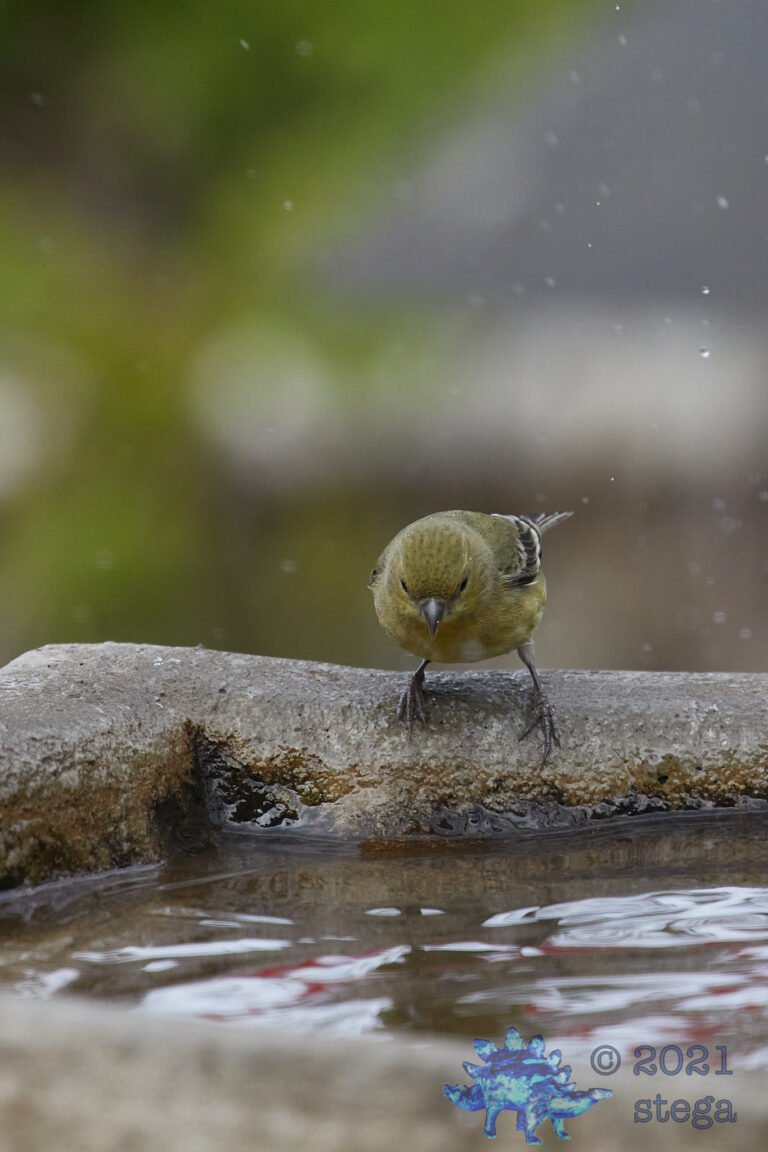 Lesser Goldfinch