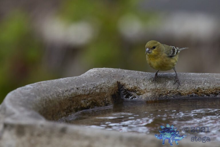 Lesser Goldfinch