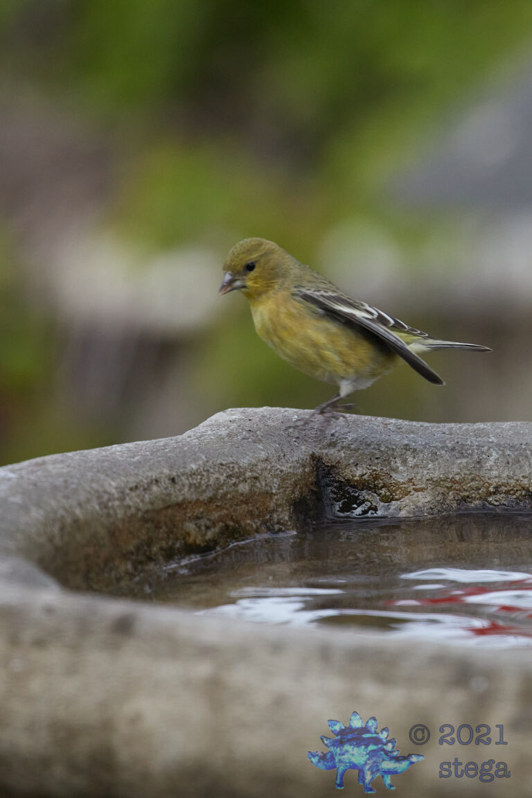 Lesser Goldfinch