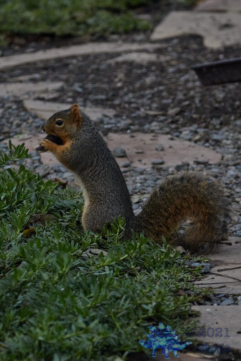 Fox Squirrel