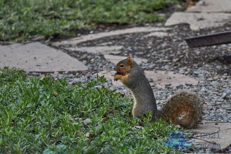 Fox Squirrel