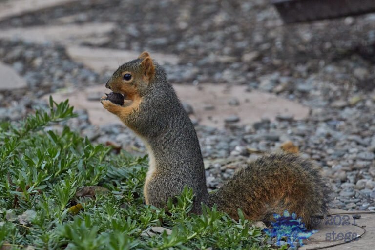 Fox Squirrel