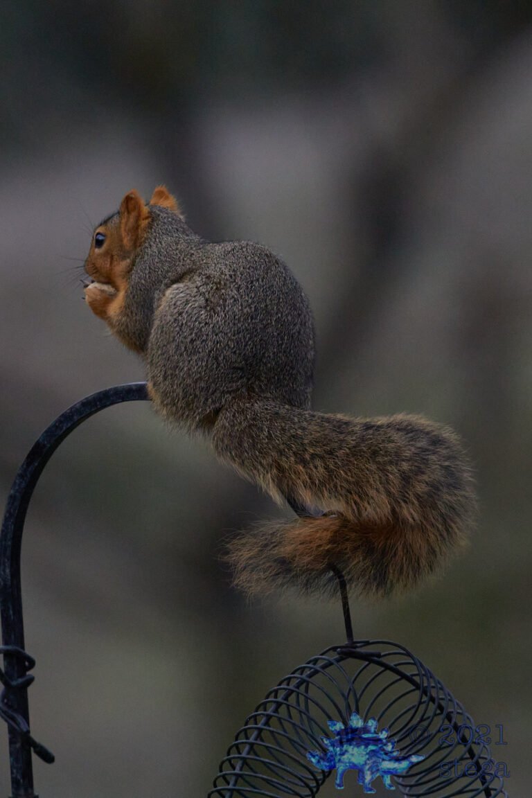 Fox Squirrel