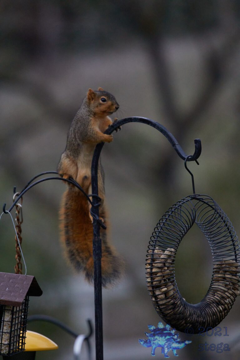 Fox Squirrel