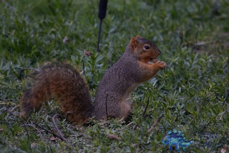 Fox Squirrel