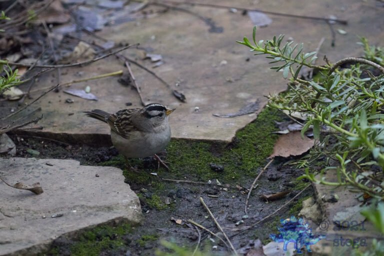 White-Crowned Sparrow