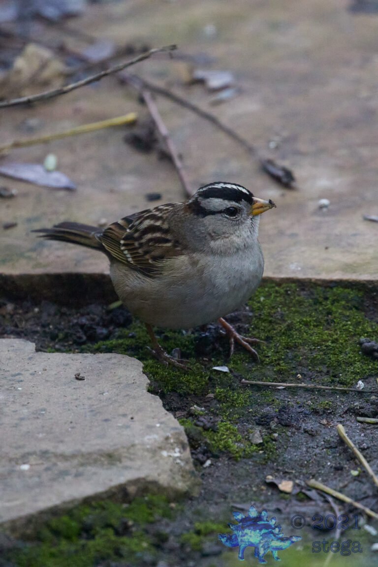 White-Crowned Sparrow