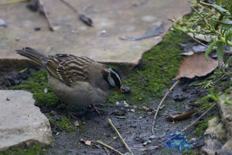 White-Crowned Sparrow