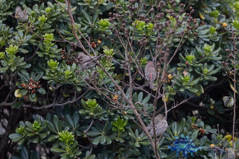 House Finch Butts