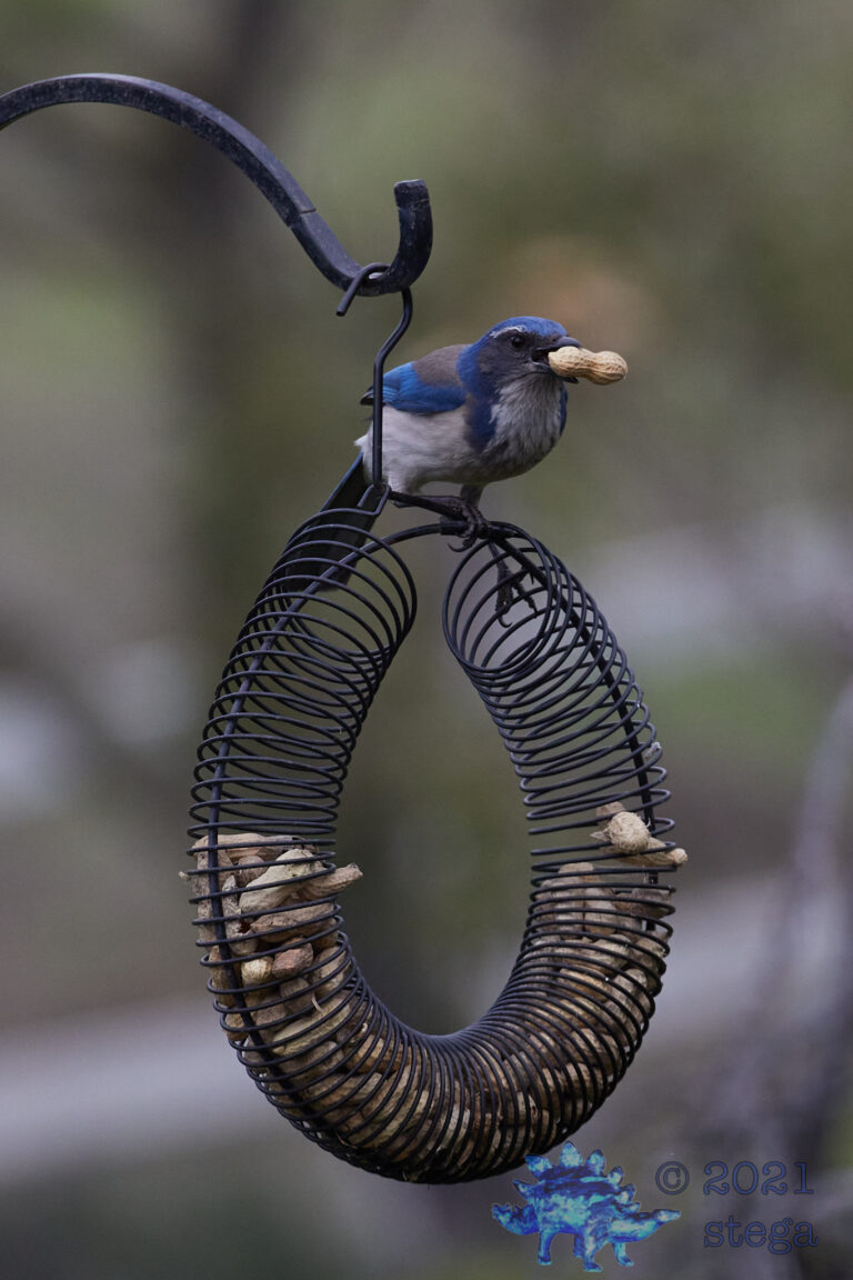 California Scrub Jay