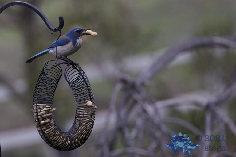 California Scrub Jay