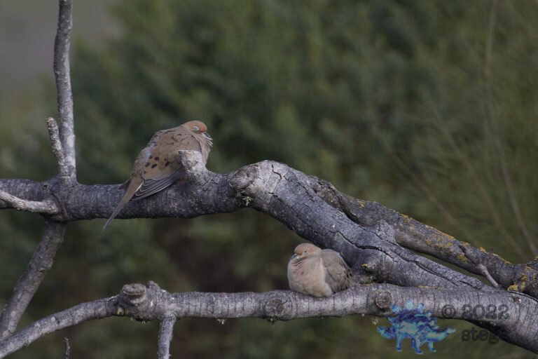Mourning Dove