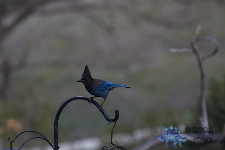 Steller’s Jay