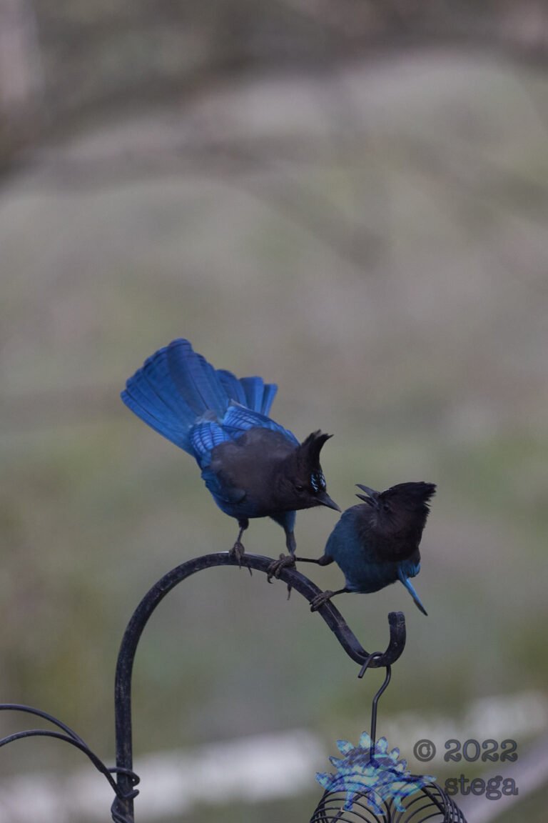 Steller’s Jay