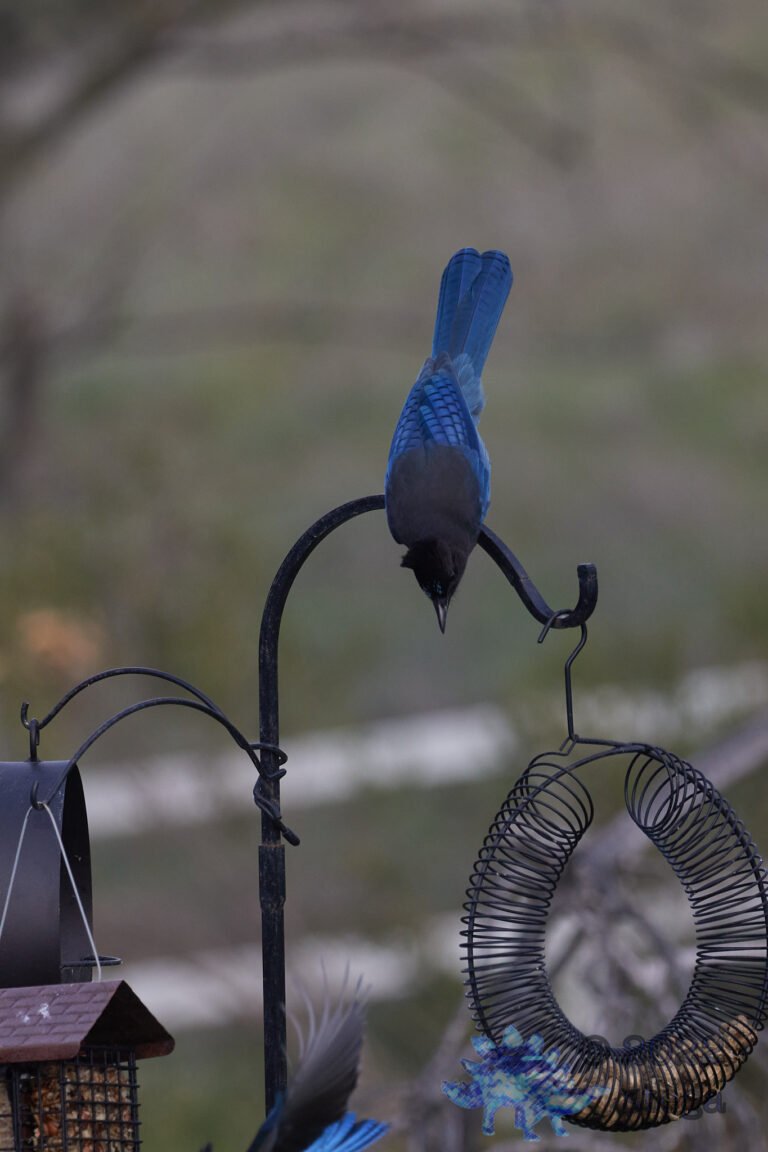 Steller’s Jay
