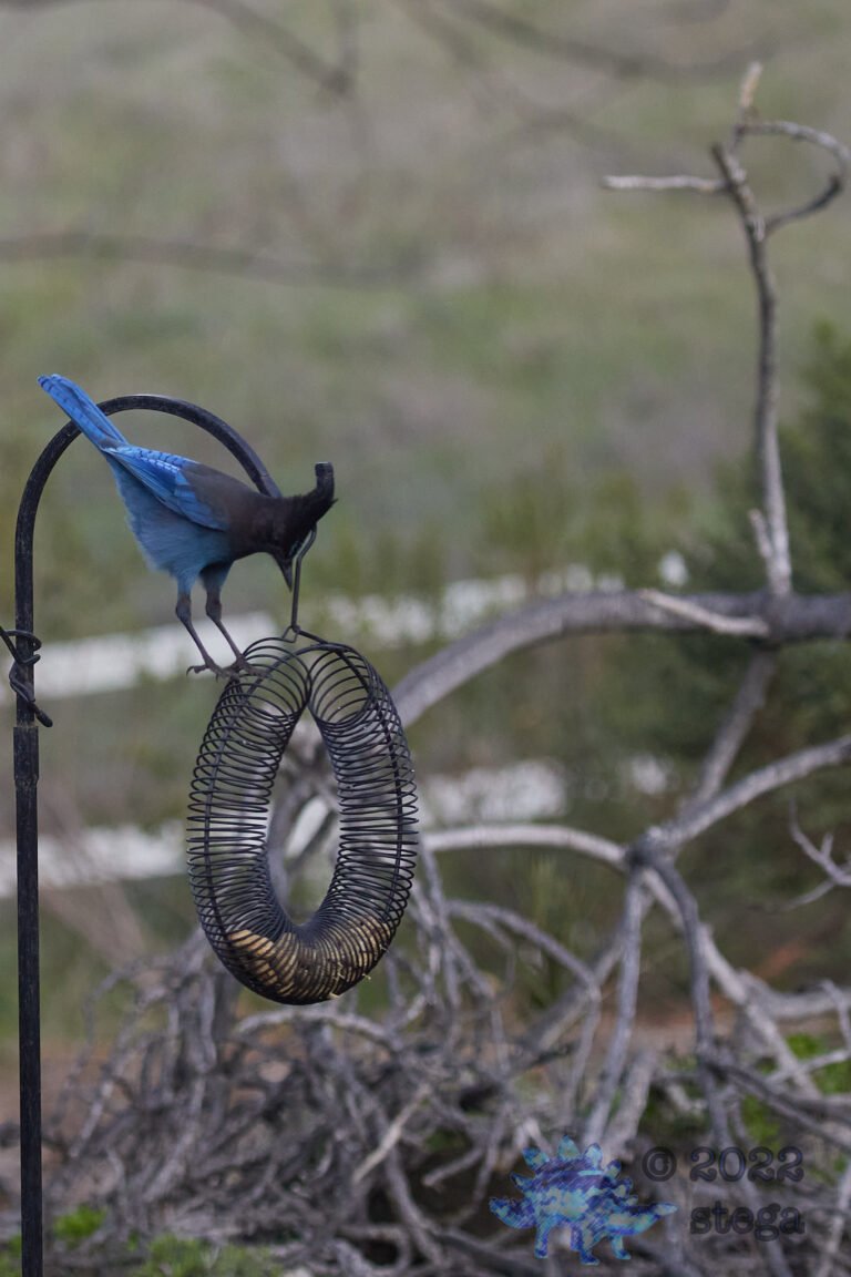 Steller’s Jay