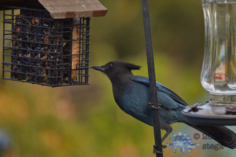 Steller’s Jay