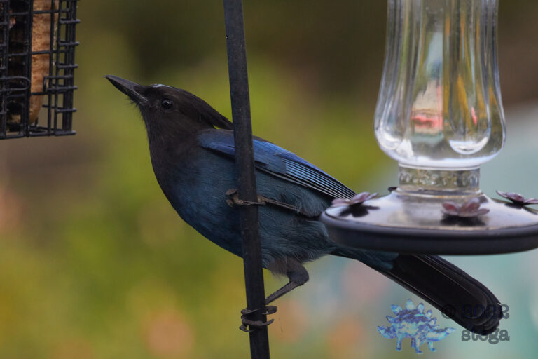 Steller’s Jay