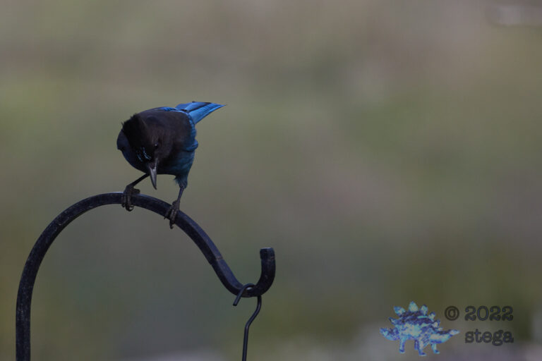 Stellar’s Jay