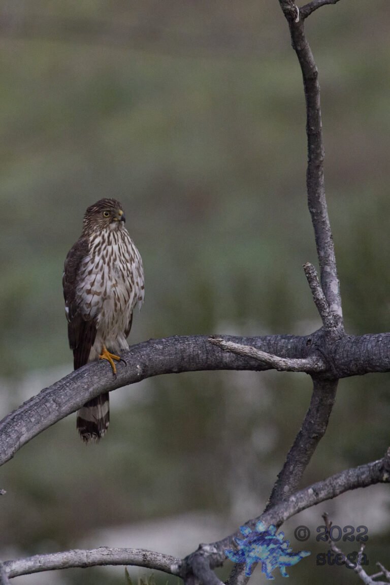 Cooper’s Hawk