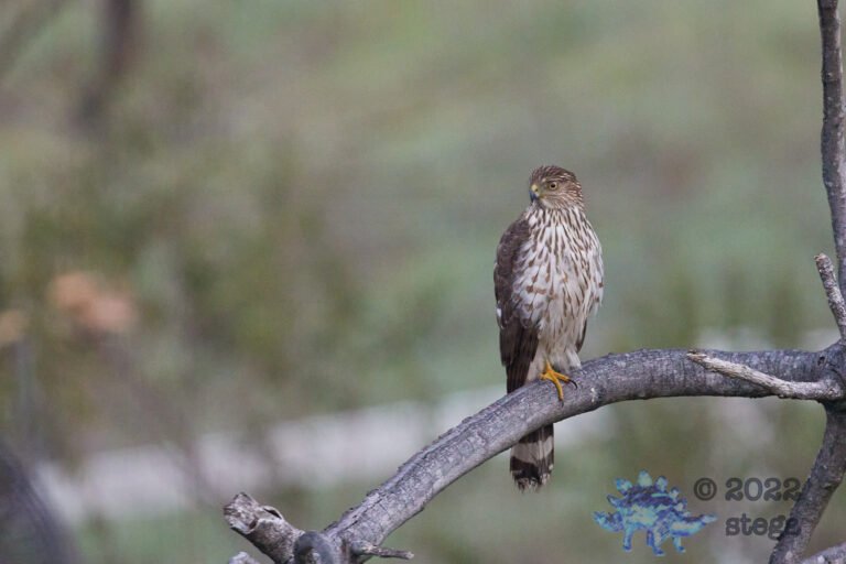 Cooper’s Hawk