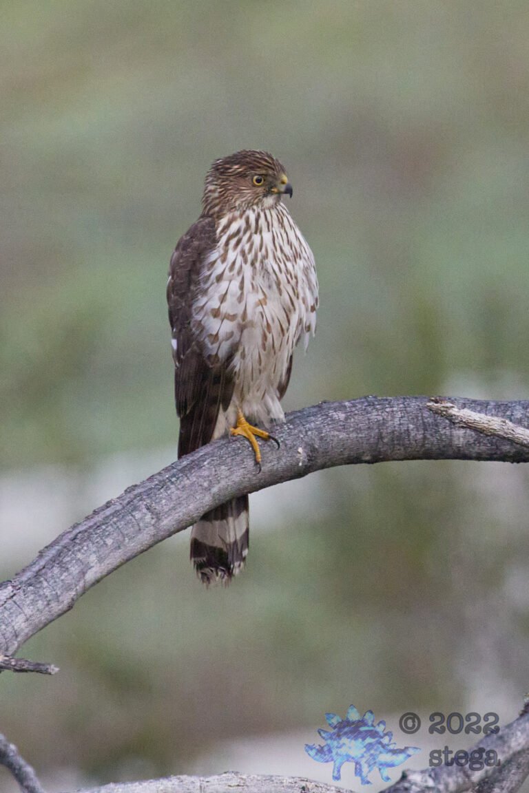 Cooper’s Hawk