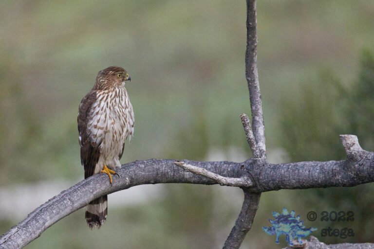 Cooper’s Hawk