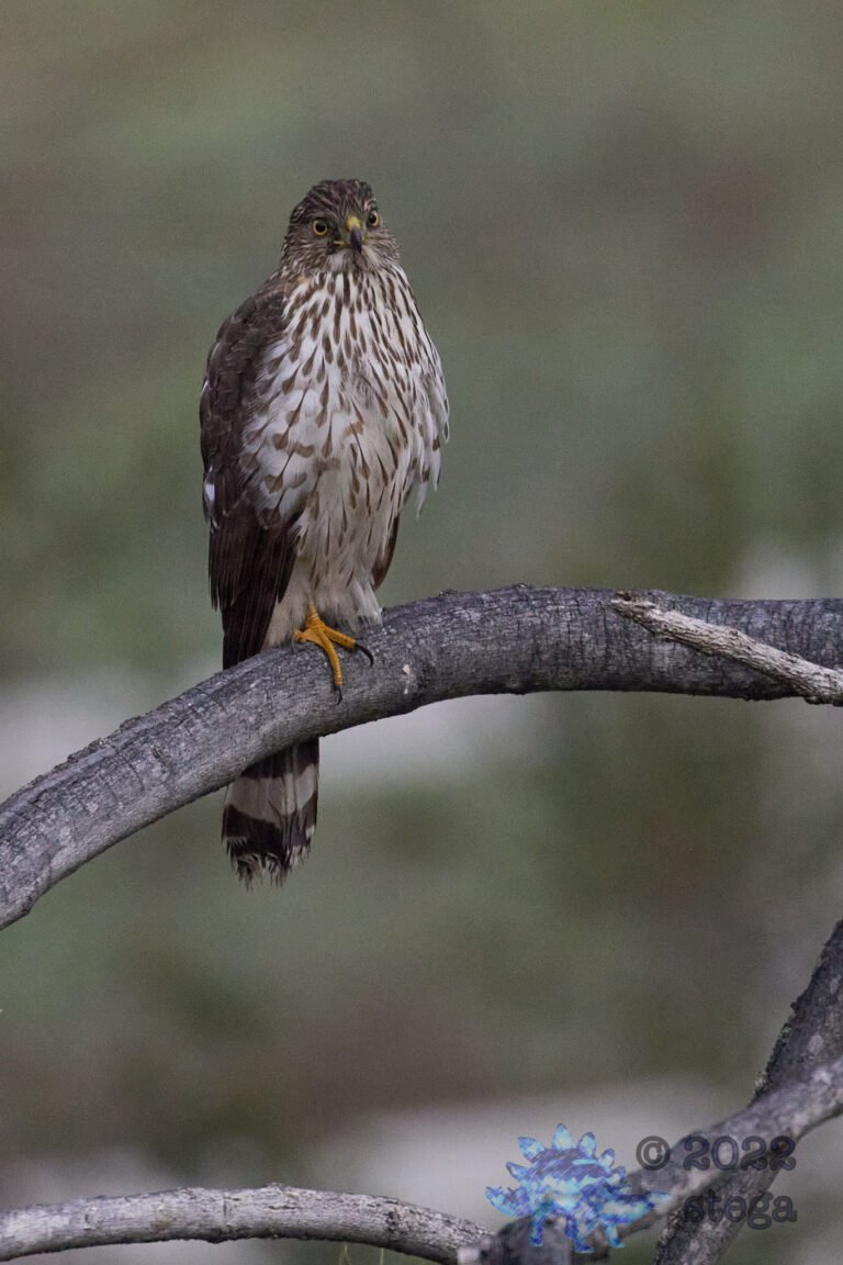 Cooper’s Hawk