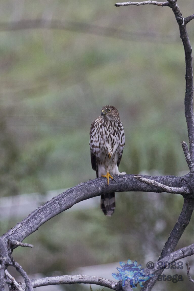 Cooper’s Hawk