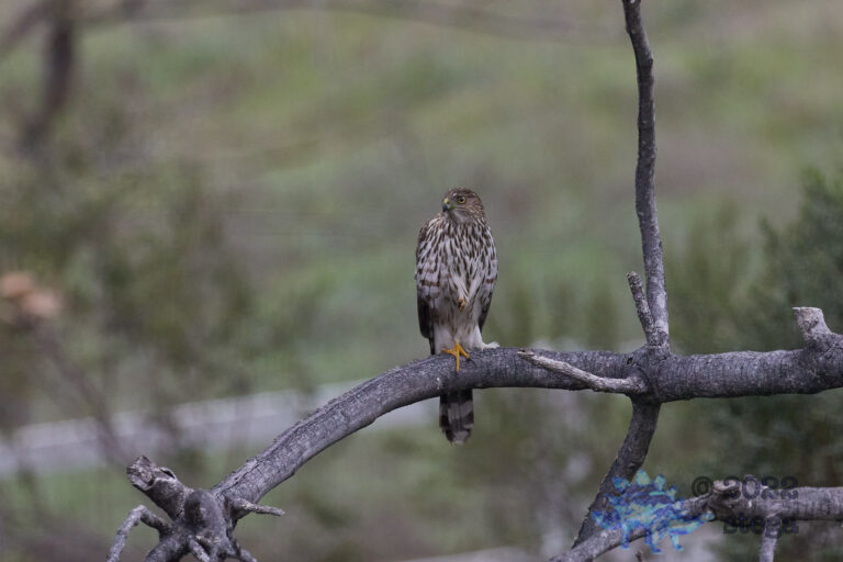 Young Cooper’s hawk
