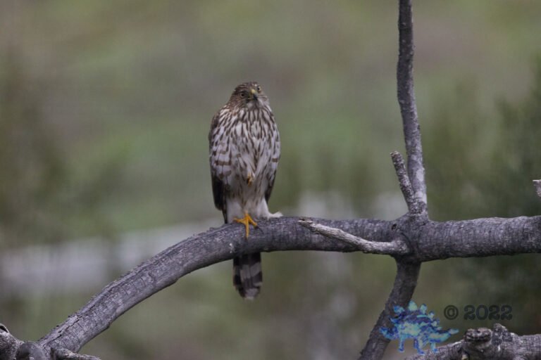 Cooper’s Hawk