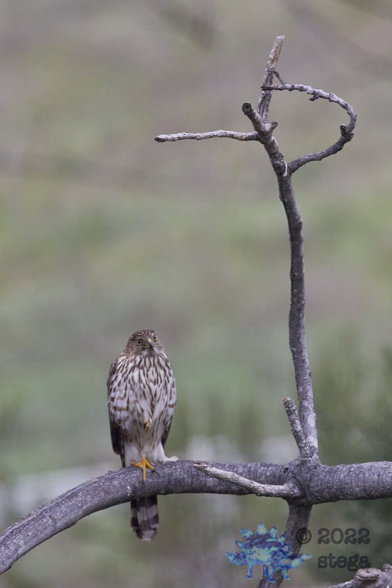Cooper’s Hawk