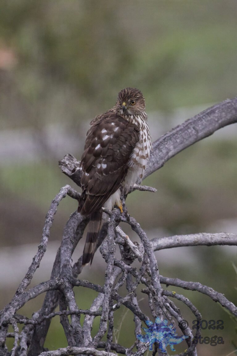 Cooper’s Hawk