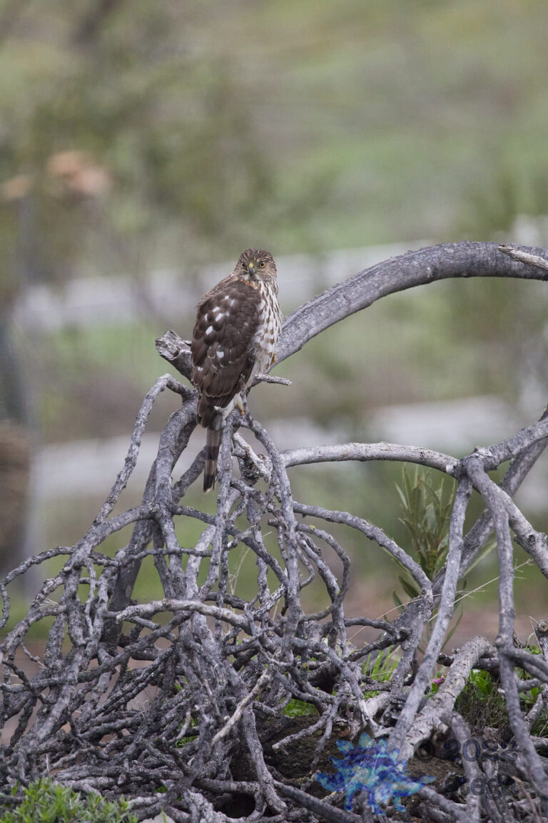Cooper’s Hawk