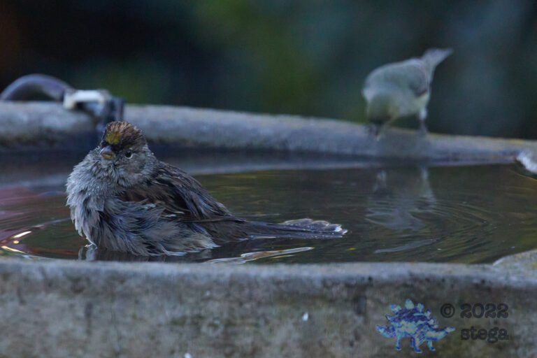 Gold-Crowned Sparrow